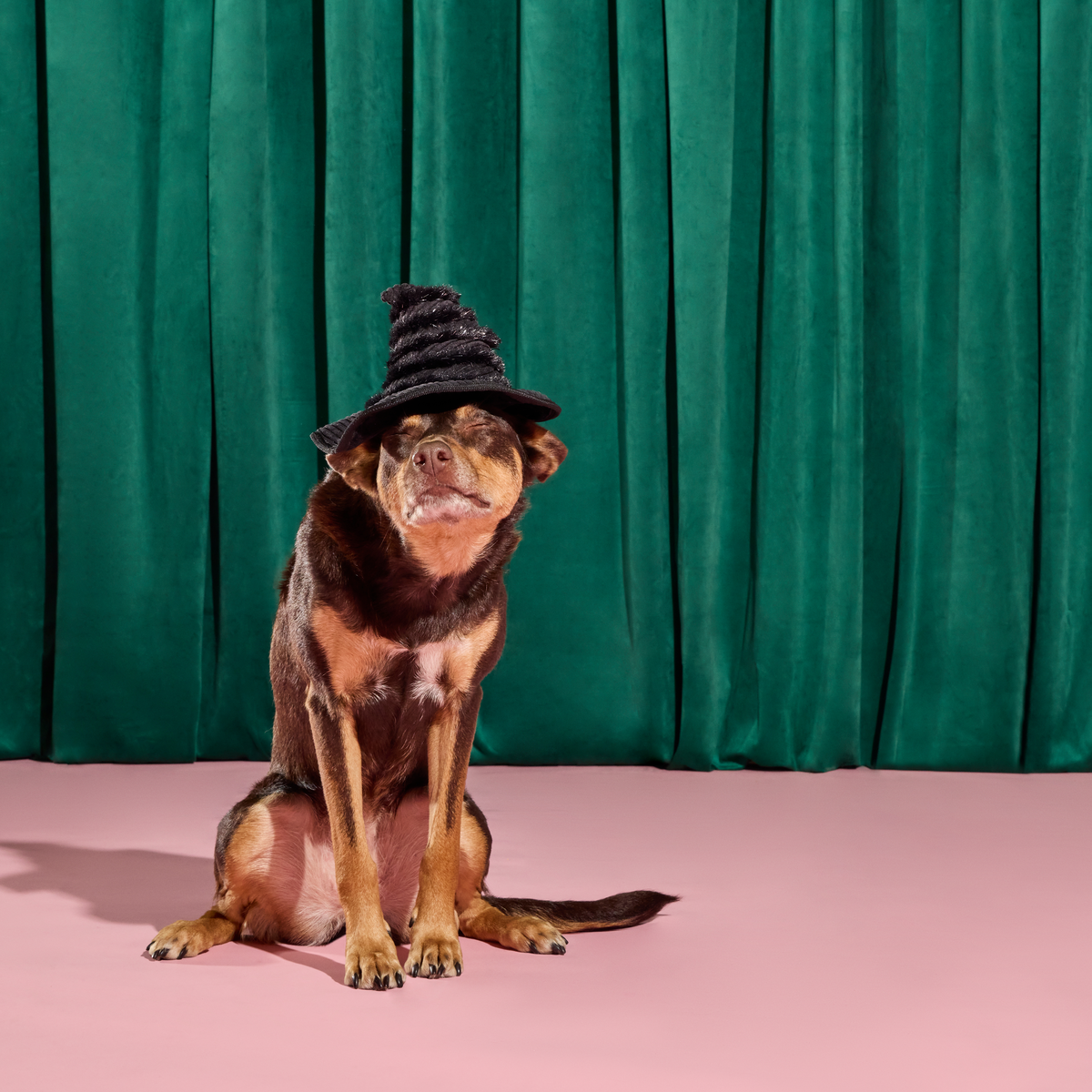 Elphaba's Ozdust Hat Plush 2-in-1 Rip and Reveal + Tennis Ball Fetch Dog Toy