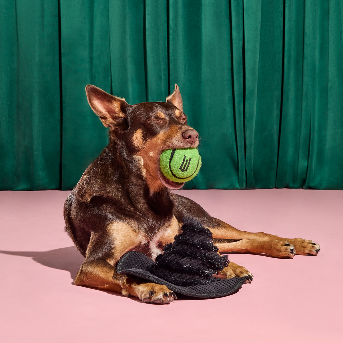 Elphaba's Ozdust Hat Plush 2-in-1 Rip and Reveal + Tennis Ball Fetch Dog Toy